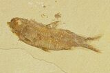 Plate of Two Fossil Fish (Diplomystus & Knightia) - Wyoming #295611-3